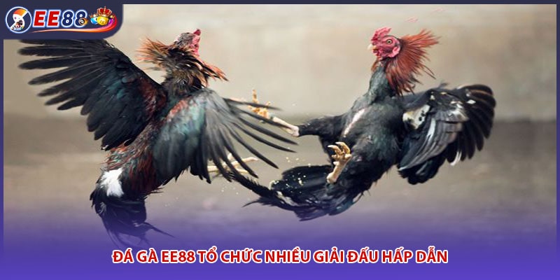 Đá gà EE88 có nhiều kèo cược hấp dẫn